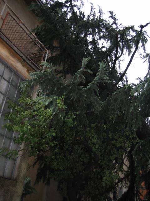 Effetti tromba d'aria del 30 agosto 2007